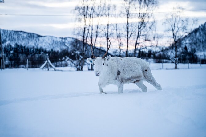 Reindeer Sledding, Feeding And Sami Culture At Reindeer Farm - Meeting the reindeer at the farm