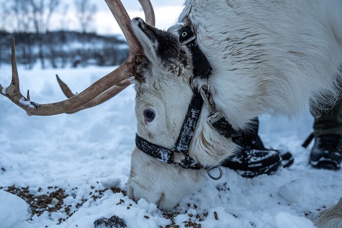 Reindeer Sledding, Feeding And Sami Culture At Reindeer Farm - The sled ride: keep your expectations modest