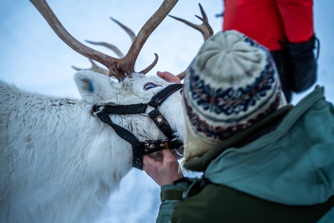 Reindeer Sledding, Feeding And Sami Culture At Reindeer Farm - A warm meal around the fire