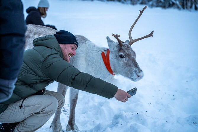 Reindeer Sledding, Feeding And Sami Culture At Reindeer Farm - Is $215.18 a fair price?