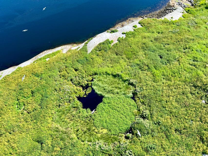 Saltstraumen: Arctic Adventure and Scenic Journey - A private pickup from Bodø