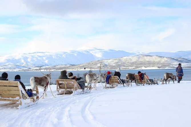 Sami Culture and Short Reindeer Sledding from Tromso - Key points to know before you book