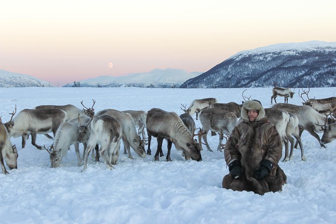 Sami Culture and Short Reindeer Sledding from Tromso - Sami stories, history, and the sound of joik