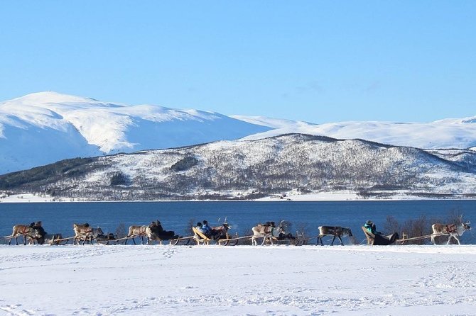 Sami Culture and Short Reindeer Sledding from Tromso - Is $204.05 a fair price?