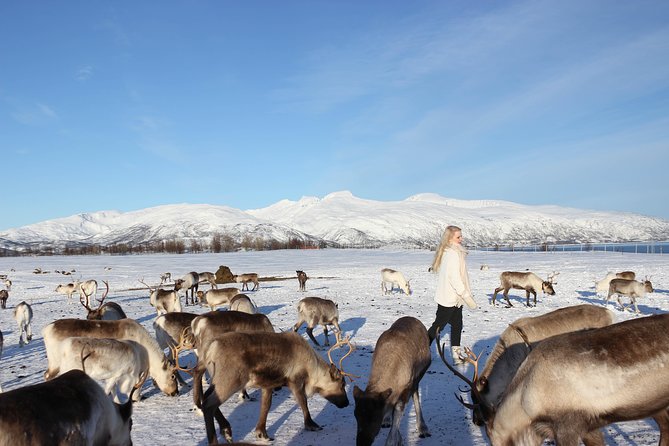 Sami Culture and Short Reindeer Sledding from Tromso - Who will enjoy this Tromsø experience?