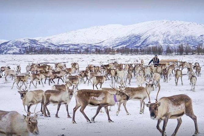 Sami Culture and Short Reindeer Sledding from Tromso - Meeting the herd of 300 reindeer