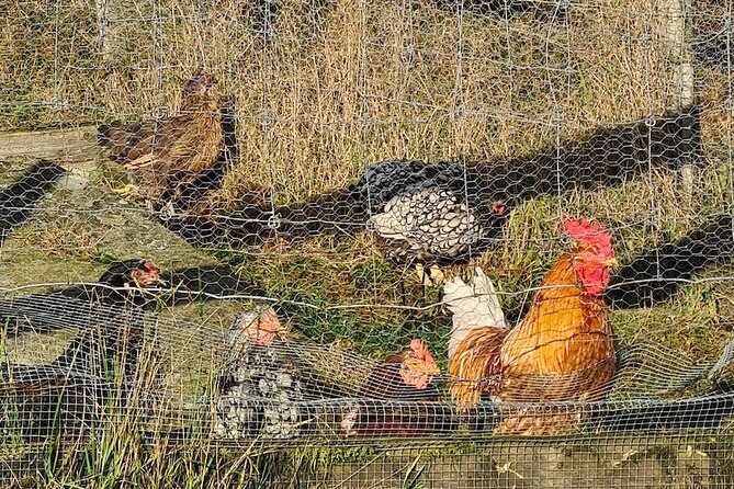 Scenic tour to Steinsfjellet, locals at Kringsjå & Rising Tide - Why the farm visit feels more personal
