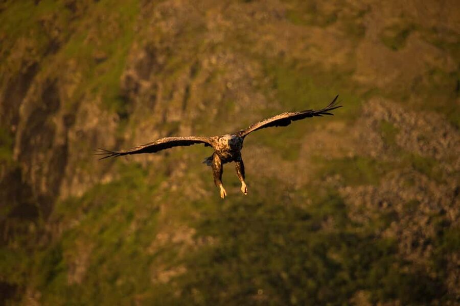 Sea Eagle/Nature Safari - Meeting the boat at Henningsvær