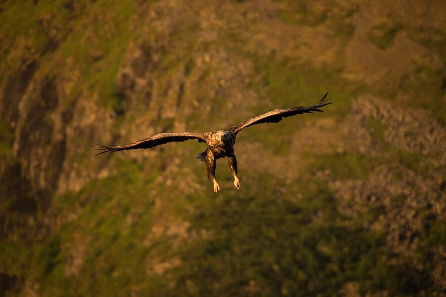 Sea Eagle/Nature Safari - How long is the trip really?