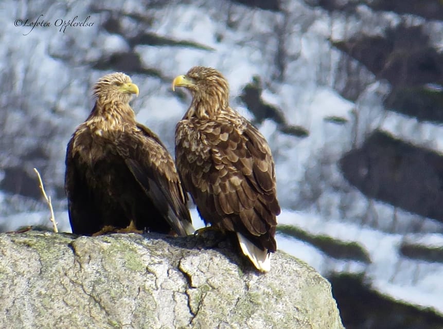 Sea Eagle/Nature Safari - Who will enjoy this outing most?