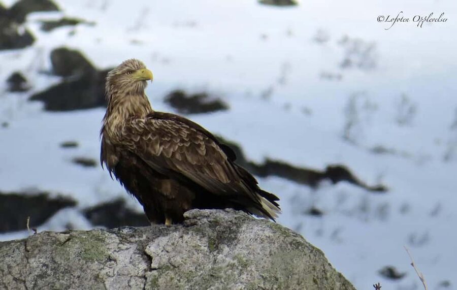 Sea Eagle/Nature Safari - Why the RIB boat changes the experience