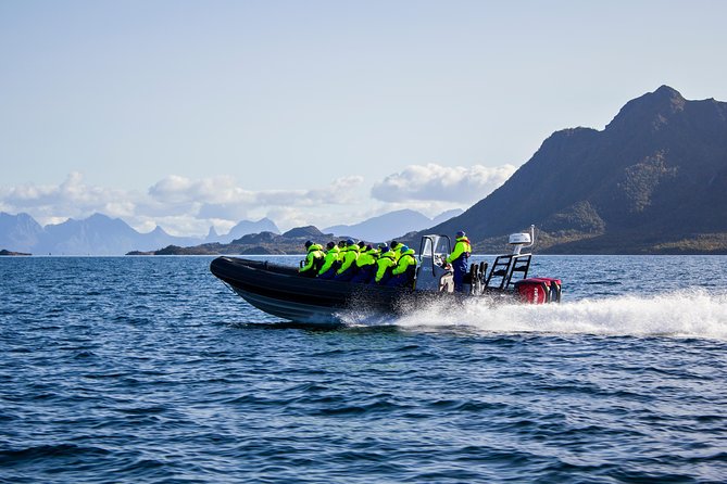 Sea Eagle Safari from Svolvær to Trollfjorden - Watching Sea Eagles Hunt Around Lofoten