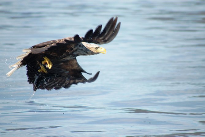 Sea Eagle Safari from Svolvær to Trollfjorden - Trollfjorden From a RIB
