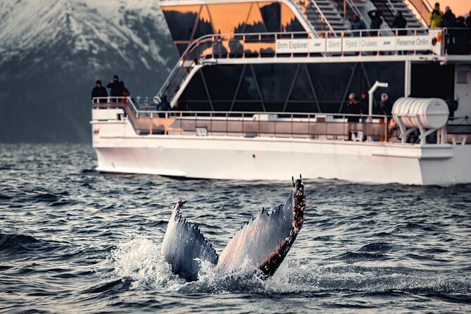 Silent Whale Watching by Hybrid-Electric Boat from Tromsø - Tromsø to Skjervøy: a full Arctic day at sea