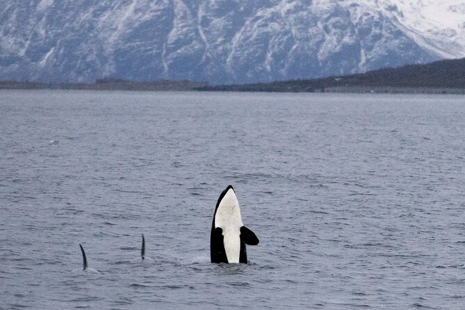 Silent Whale Watching by Hybrid-Electric Boat from Tromsø - Lyngstuva lighthouse and the Lyngen Alps