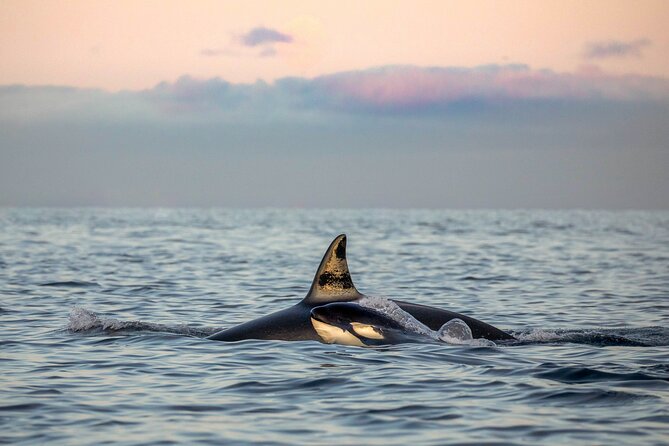 Silent Whale Watching by Hybrid-Electric Boat from Tromsø - What whale watching actually feels like