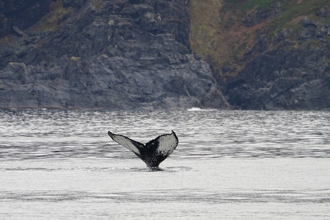 Silent Whale Watching by Hybrid-Electric Boat from Tromsø - A comfortable boat, but not a small one