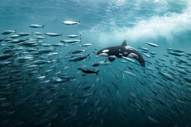 Silent Whale Watching by Hybrid-Electric Boat from Tromsø - Food, coffee, and the onboard Wi-Fi