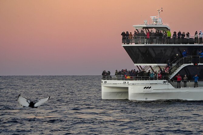 Silent Whale Watching by Hybrid-Electric Boat from Tromsø - Who should book this Tromsø whale trip?