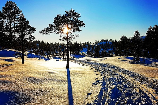 Skiing in winter wonderland - Skiing among Trondheim’s trees