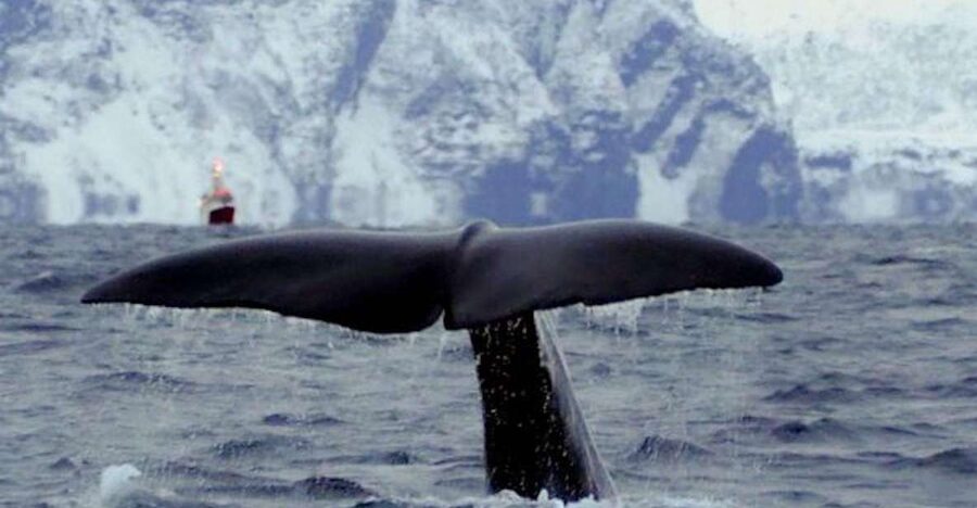 Skjervøy: Birds and Wildlife of Arctic Norway - Key points to know before you book