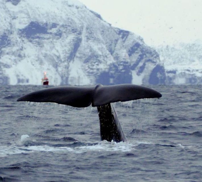 Skjervøy: Birds and Wildlife of Arctic Norway - What this Skjervøy wildlife trip is really about
