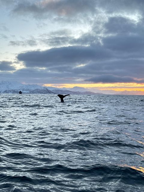 Skjervøy: Birds and Wildlife of Arctic Norway - Whale prospects after the winter season