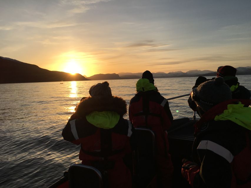 Skjervøy: Birds and Wildlife of Arctic Norway - Eagles, seabirds and the best time for birdlife