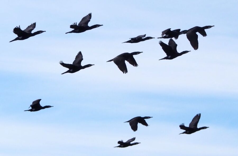 Skjervøy: Birds and Wildlife of Arctic Norway - Looking inland for moose and reindeer
