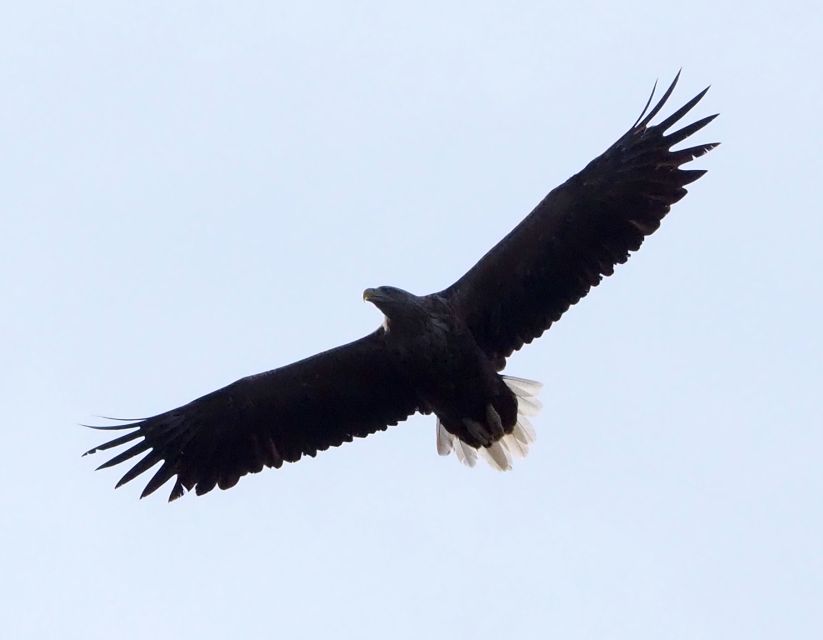 Skjervøy: Birds and Wildlife of Arctic Norway - Sami and Norwegian stories on the water