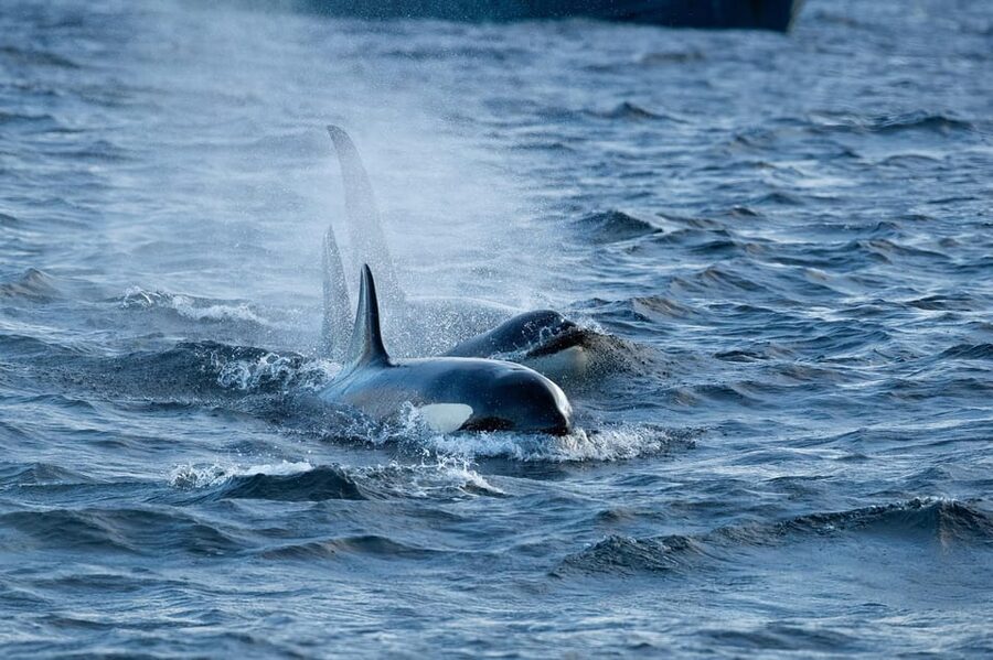 Skjervøy: Orca and Whale-Watching comfort heated Boat Trip - Searching for orcas and humpback whales