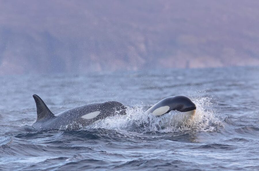 Skjervøy: Orca and Whale-Watching comfort heated Boat Trip - Photography from the open terrace