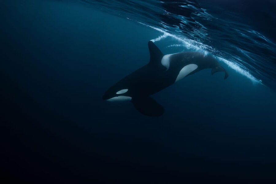 Skjervøy: Orca and Whale-Watching comfort heated Boat Trip - Weather, seasickness, and what to bring