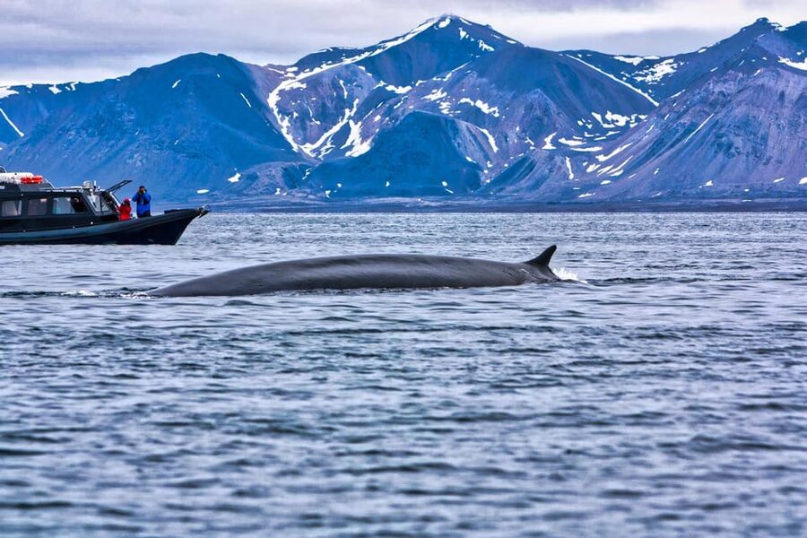 Skjervøy: Orca and Whale-Watching comfort heated Boat Trip - Who should book this whale safari?