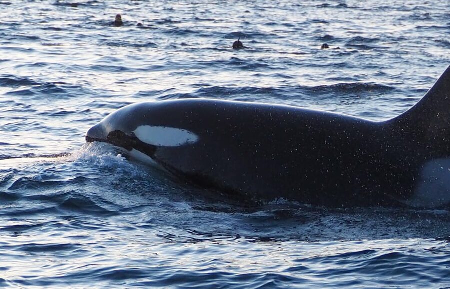 Skjervøy: Whale and Orca Watching Tour by RIB Boat - Who will enjoy this Skjervøy outing