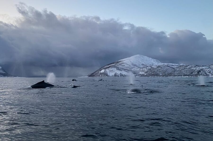 Skjervøy: Whale and Orca Watching Tour by RIB Boat - Setting out from Skjervøy’s harbor