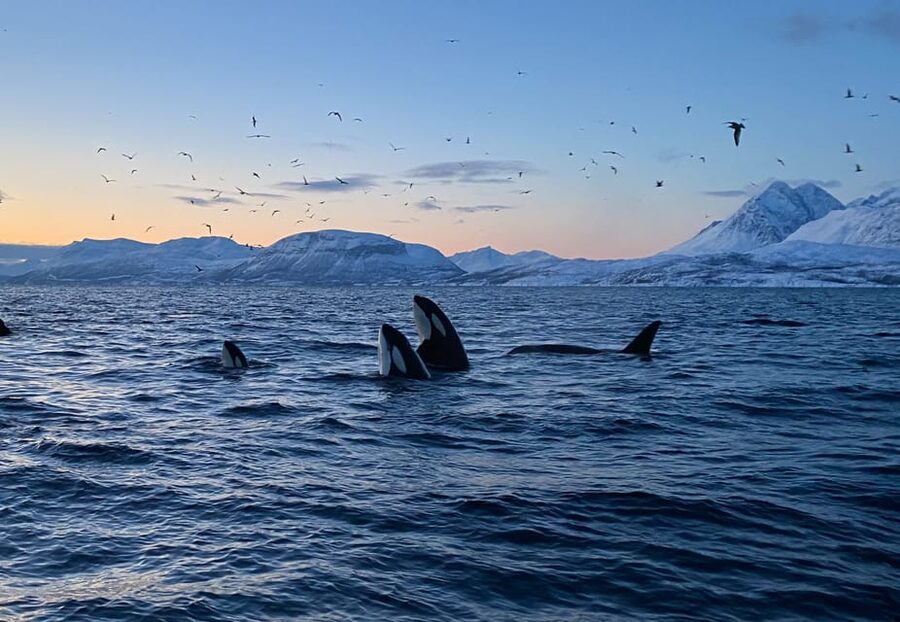 Skjervøy: Whale and Orca Watching Tour by RIB Boat - The search for orcas and humpbacks