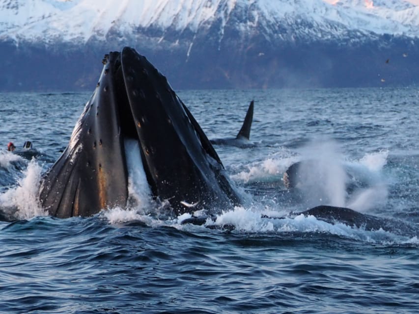 Skjervøy: Whale and Orca Watching Tour by RIB Boat - What three hours really gives you