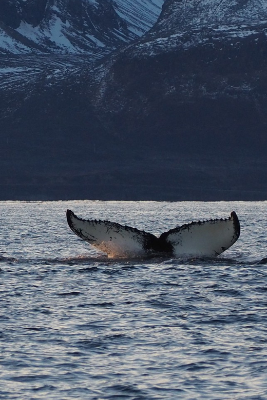 Skjervøy: Whale and Orca Watching Tour by RIB Boat - A very small group, with practical benefits