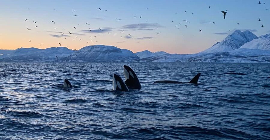 Skjervøy: Whale and Orca Watching Tour by RIB Boat - Staying warm on an Arctic boat