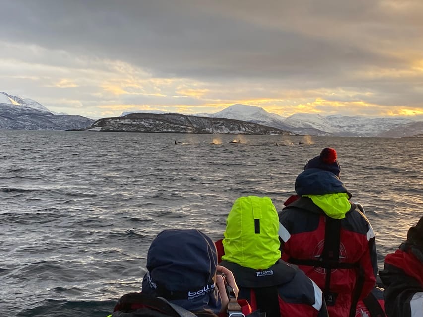 Skjervøy: Whale and Orca Watching Tour by RIB Boat - The value of $240 per person