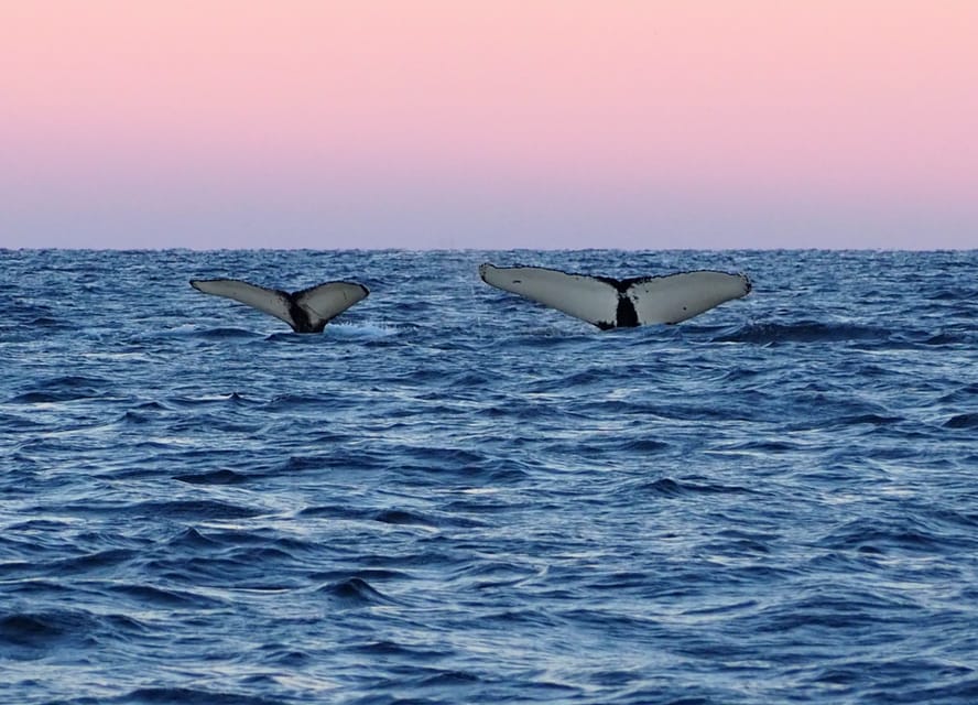Skjervøy: Whale and Orca Watching Tour by RIB Boat - Meeting the mixed results honestly