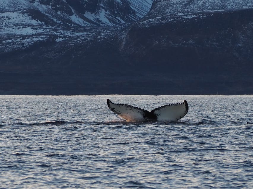 Skjervøy: Whale and Orca Watching Tour by RIB Boat - Why the RIB boat changes the experience