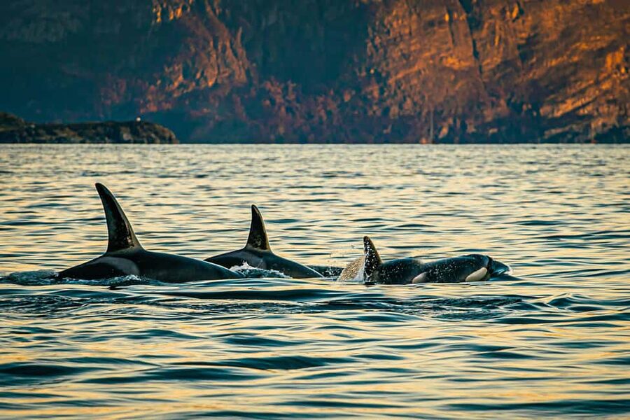 Skjervøy: Whale Watching with RIB Boat and Local Guide - Why Skjervøy is a strong whale-watching base