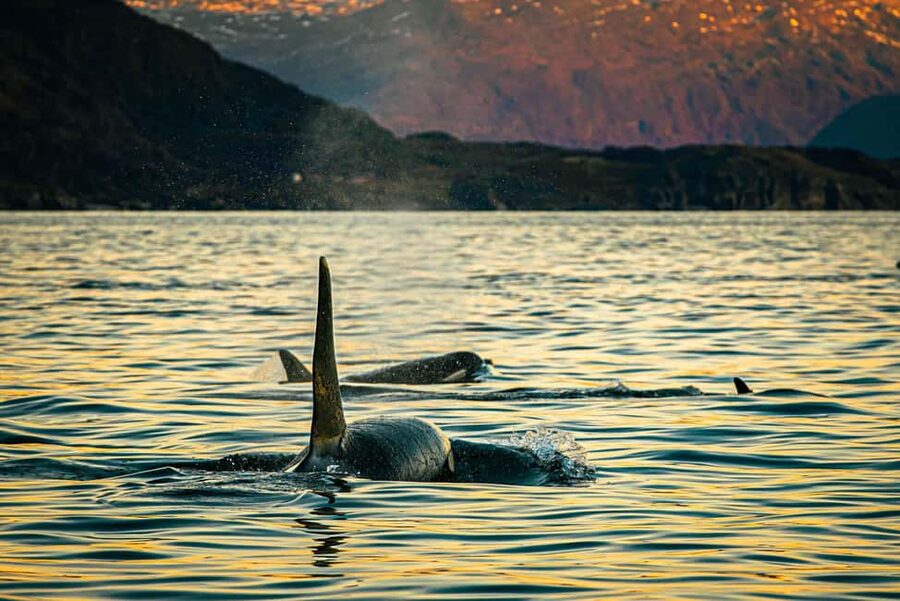 Skjervøy: Whale Watching with RIB Boat and Local Guide - Three hours of searching, watching, and moving with the whales
