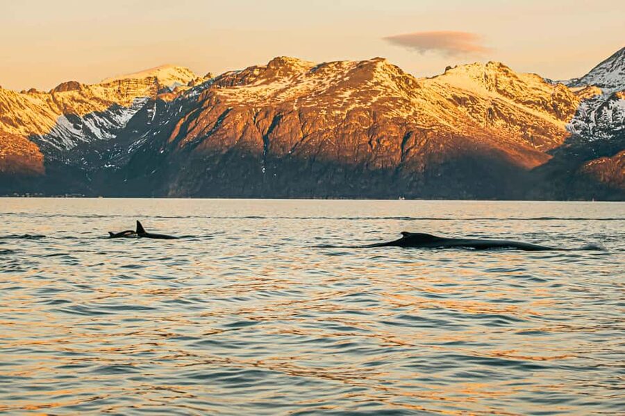 Skjervøy: Whale Watching with RIB Boat and Local Guide - What the best sightings can look like