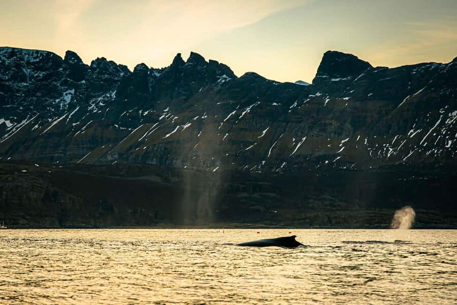 Skjervøy: Whale Watching with RIB Boat and Local Guide - Who should book this Skjervøy whale safari