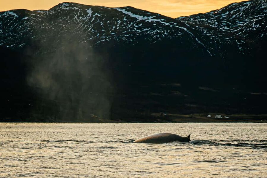 Skjervøy: Whale Watching with RIB Boat and Local Guide - Getting ready for the Arctic RIB ride