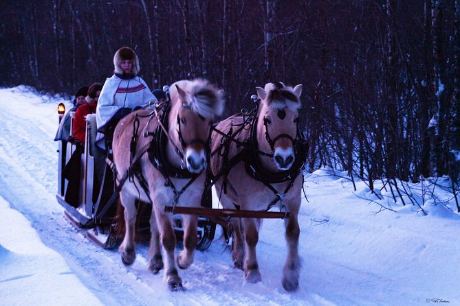 Sleigh Ride w/ snacks - Experience Arctic Farm Life - What the Omdal Gard outing is really about