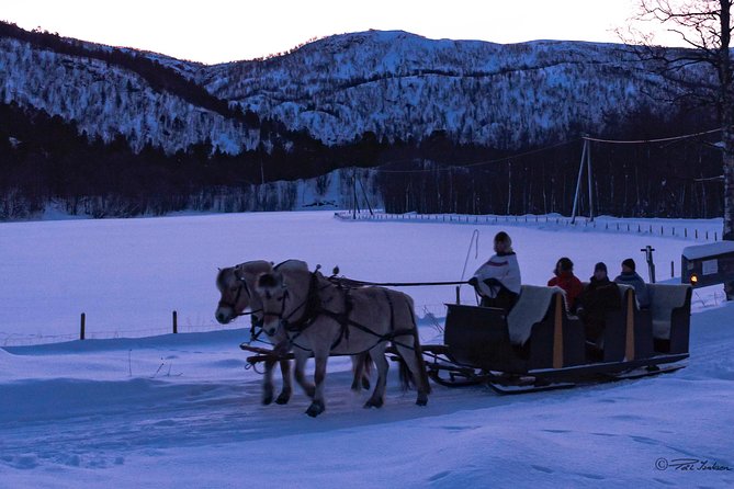 Sleigh Ride w/ snacks - Experience Arctic Farm Life - Coffee, cinnamon buns, and the fire in the lavvu